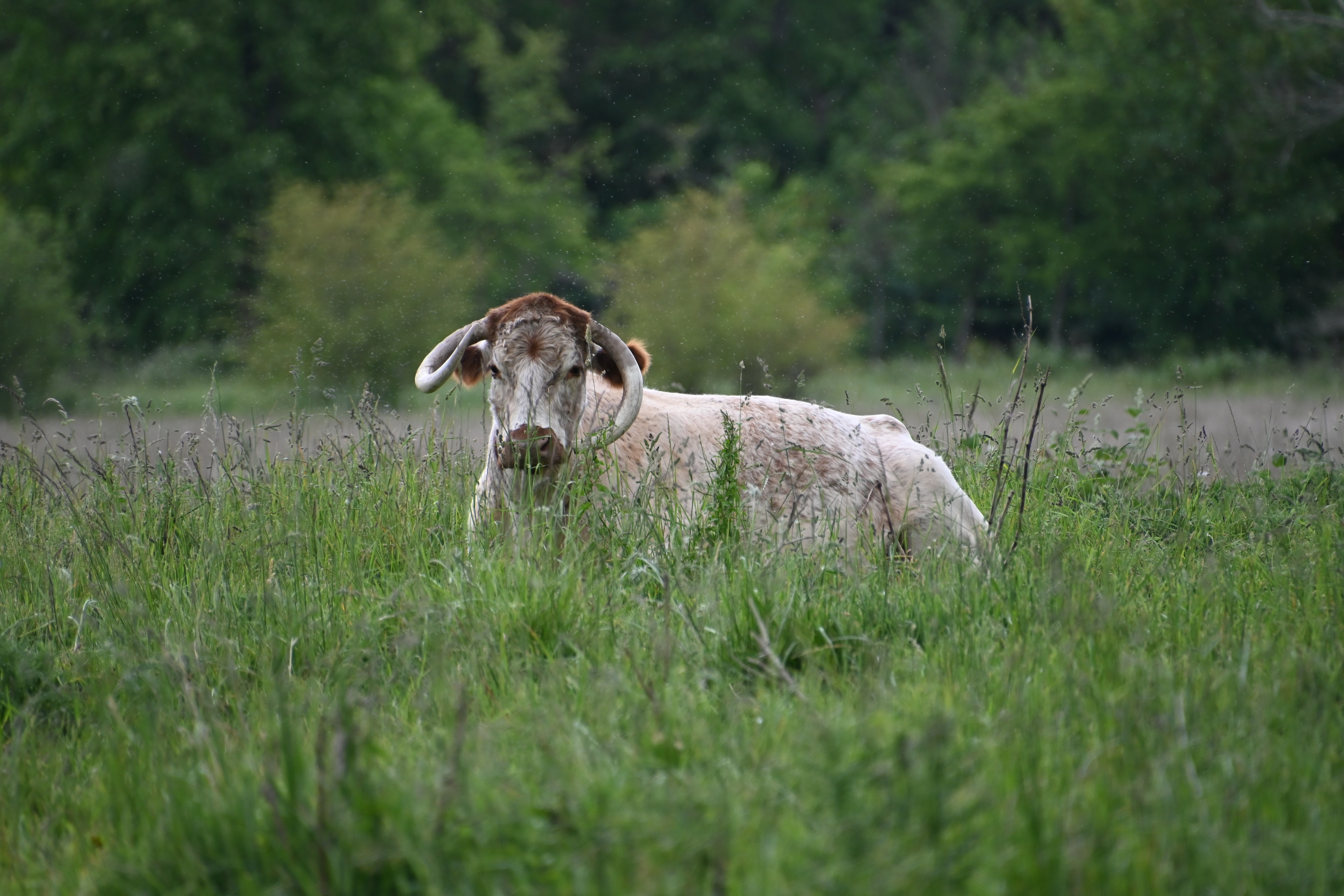 Picture of an English Longhorn that looks like God.