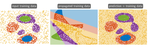 Stable architectures for deep neural networks